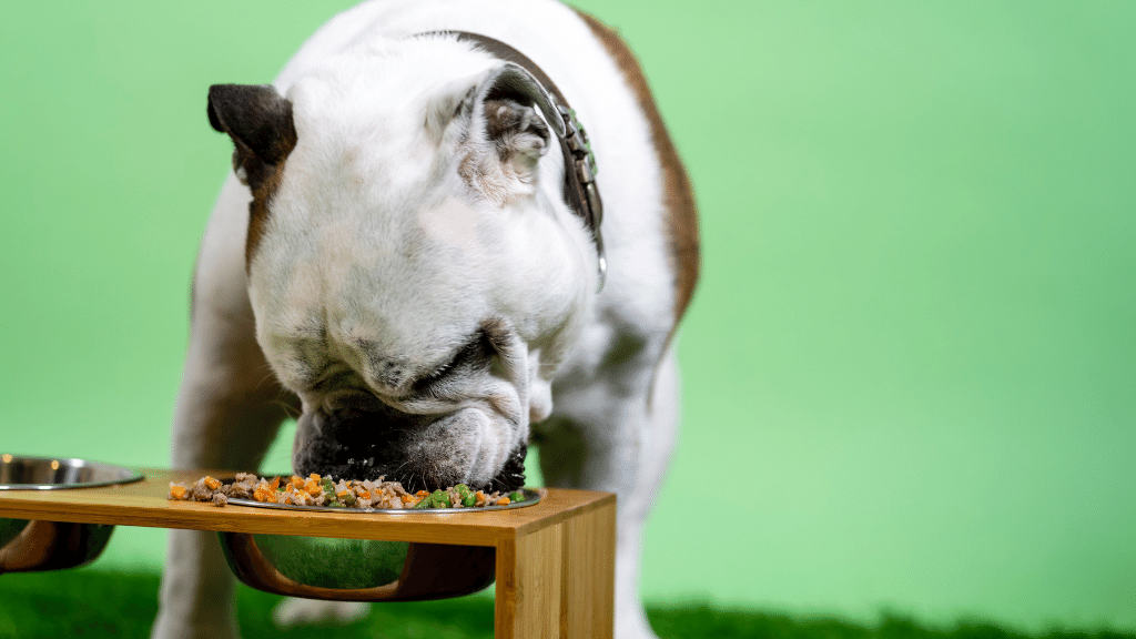 How Long Should A Dog Wait To Run After Eating