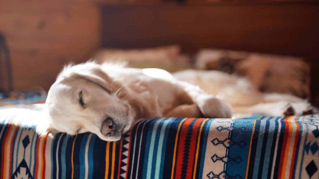 How To Get A Dog To Stop Snoring