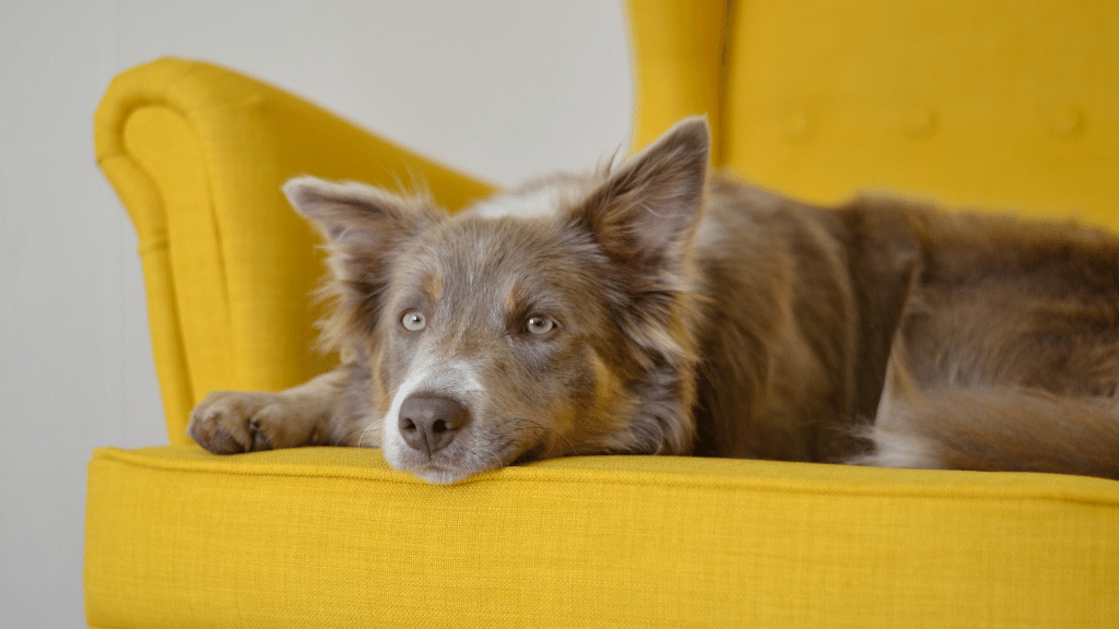 How To Protect Leather Couch From Dogs